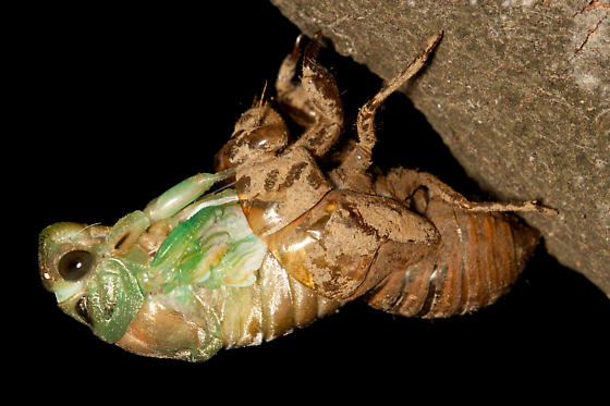 A cicada molting.