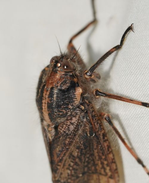 Close-up of a Tettigarcta crinita.